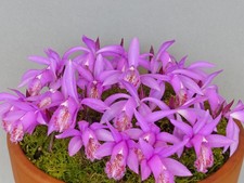 Pleione Hekla 'Locking Stumps'