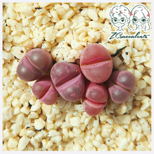 Lithops C81A Lithops optica