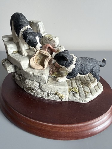 Border fine arts collie - fine, pups