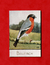 BIRDS ~ SPRATT'S BRITISH BIRDS