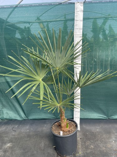 Trachycarpus wagnerianus - , x
