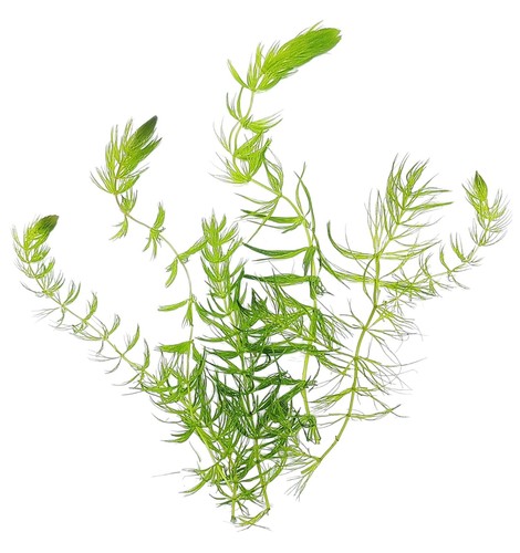 Hornwort ceratophyllum - hornwort,
