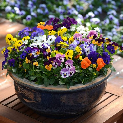 Viola pack bedding plants - pack,