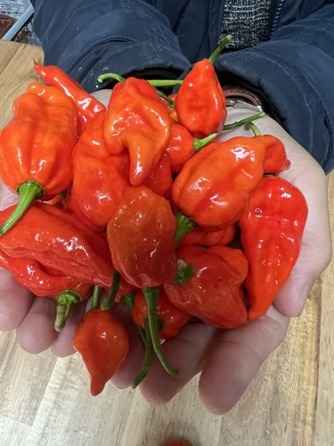 Bangladeshi naga moris - naga, -bhut