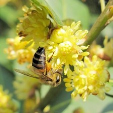 Hardy Bay Tree Laurus Nobilis