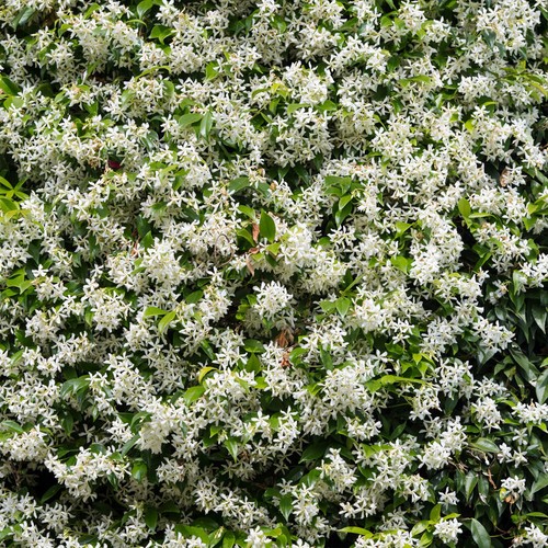 Climbing plants star jasmine - star,