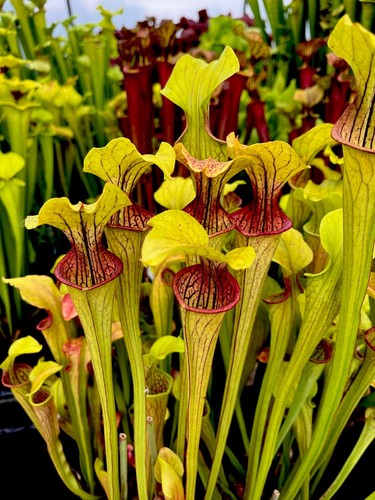 Sarracenia oreophila red mouth - oreophila,
