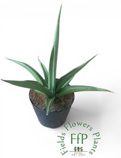 Sansevieria Swan Dancer |