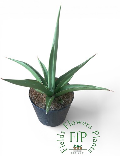 Sansevieria swan dancer - sansevieria, |