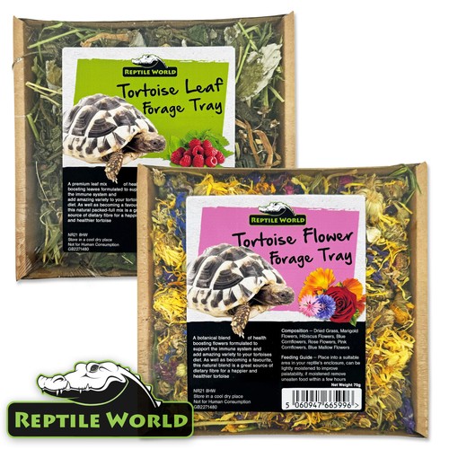 Reptile world tortoise forage - reptile,