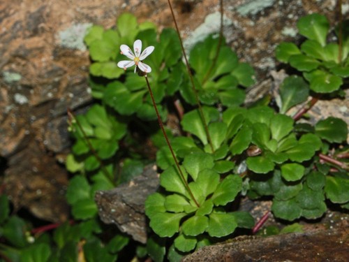 Saxifraga cuneifolia - saxifraga,