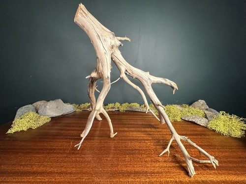 Manzanita driftwood - manzanita,