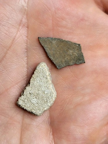Raptor saltasaurus egg - saltasaurus,