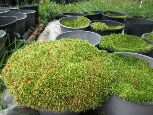 Sphagnum moss spp - -,