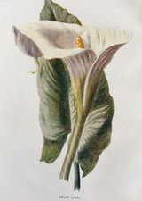 Antique Print Arum Lily c1900