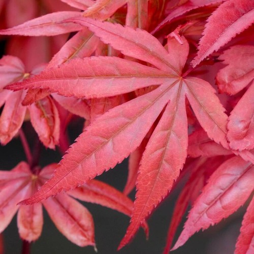 Acer palmatum skeeters broom - palmatum,