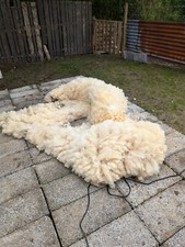 Sheep unwashed raw sheep fleece wool spinning crafts weaving 