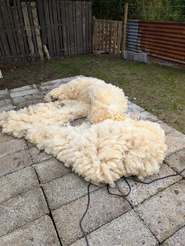 Sheep unwashed raw sheep