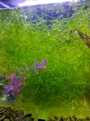 Guppy grass najas 100 - guppy,
