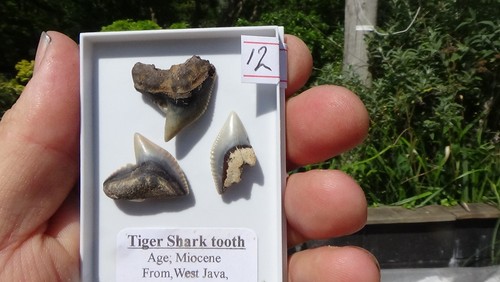 Set of tiger shark - of,