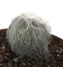 Cephalocereus senilis -