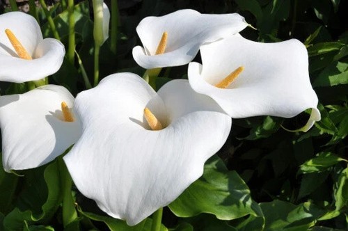 Zantedeschia aethiopica