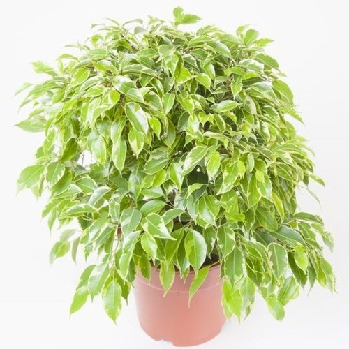 Benjamin ficus weeping fig - ficus,