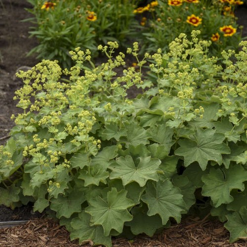 Alchemilla mollis lady - alchemilla,