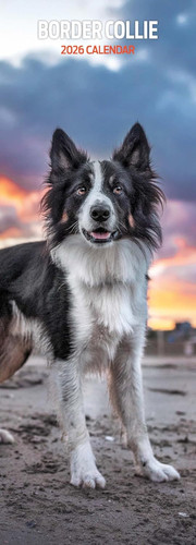 Border collie 2026 - collie, slim