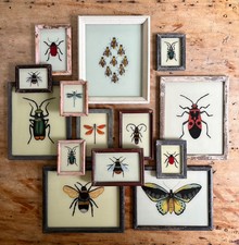 Insect Reverse Glass Paintings