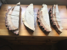 Oak wood tree log section