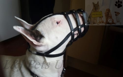 Light leather dog muzzle for - dog,