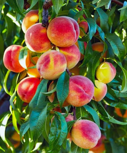 Peach seedlings edible - peach,