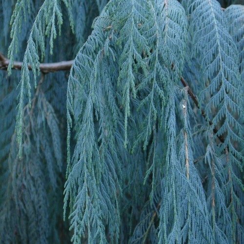 Weeping blue cypress - weeping, bonsai