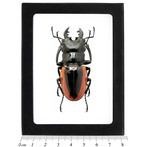 Odontolabis wollastoni stag