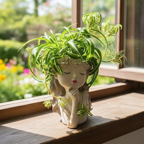 Rooted spider plant - 2,