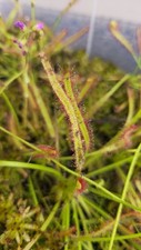 Drosera Capensis - Size M - Carnivorous Plant- Pianta Carnivora