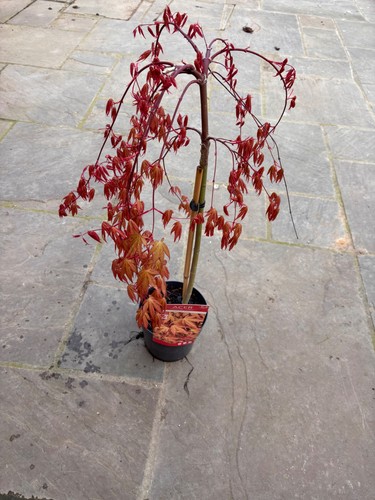 Acer cascade ruby weeping - acer,