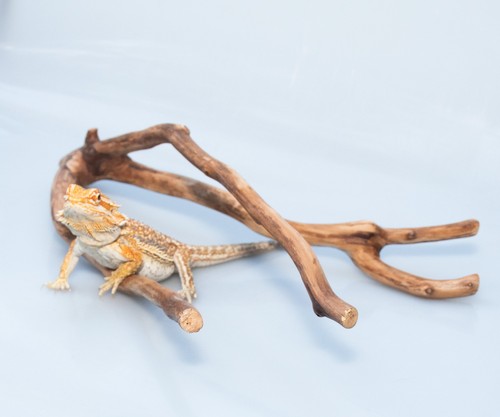 Manzanita wood branch - branch, for