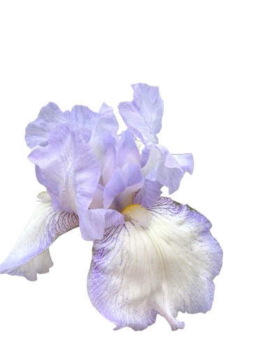 Tall bearded iris germanica - tall,