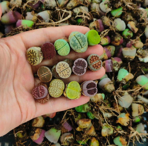 4cm mix kinds of - 1-1.4cm, colorful