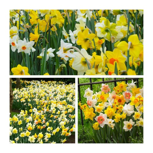 Mixed cornish daffodil flower - mixed,