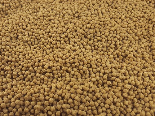 Fish food pellet cichlid - pellet,