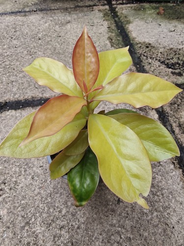 Pereskia aculeata