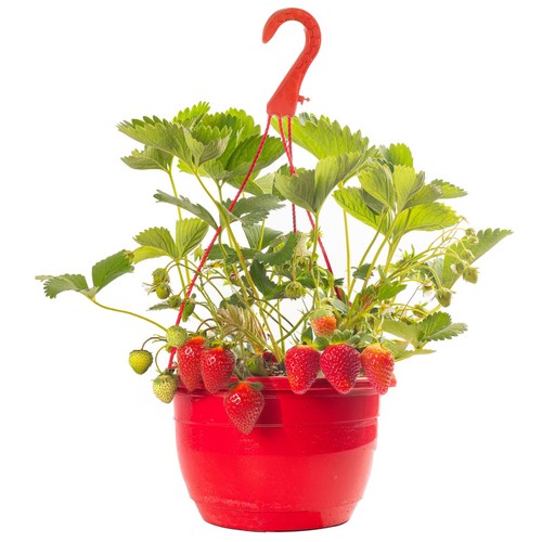 Mixed strawberry hanging - mixed,