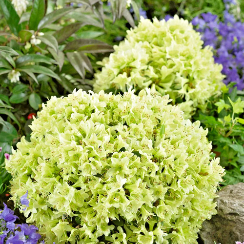 Rhododendron shamrock 3ltr - rhododendron,