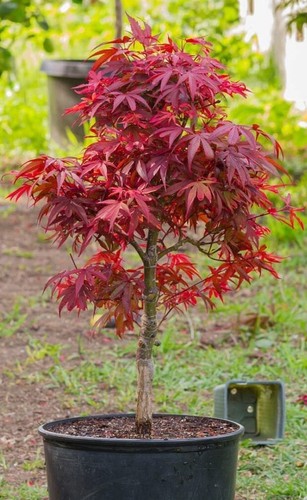 Acer tree japanese maple red - acer,