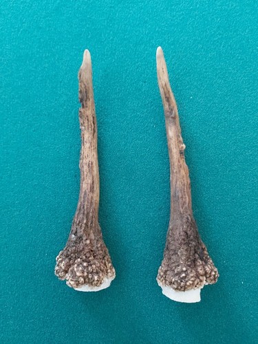 Fallow pricket deer antlers - pricket,