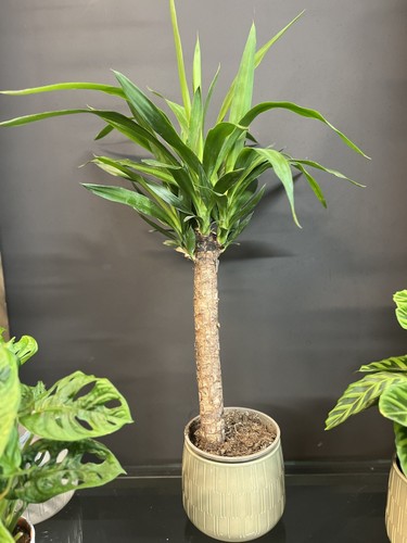 Yucca plant 80cm tall - yucca,