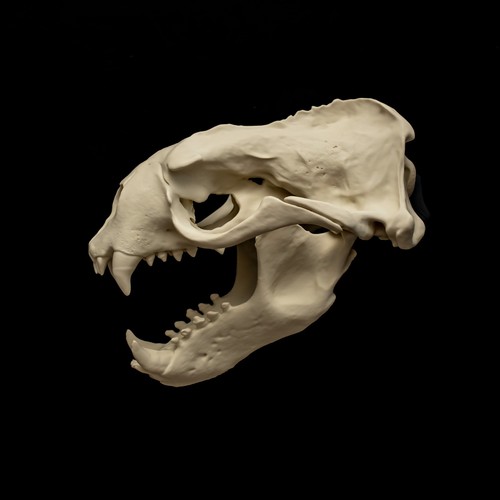 Sea lion skull replica life - lion,